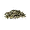 Plantago lanceolata Erboristeria Actis Imperia