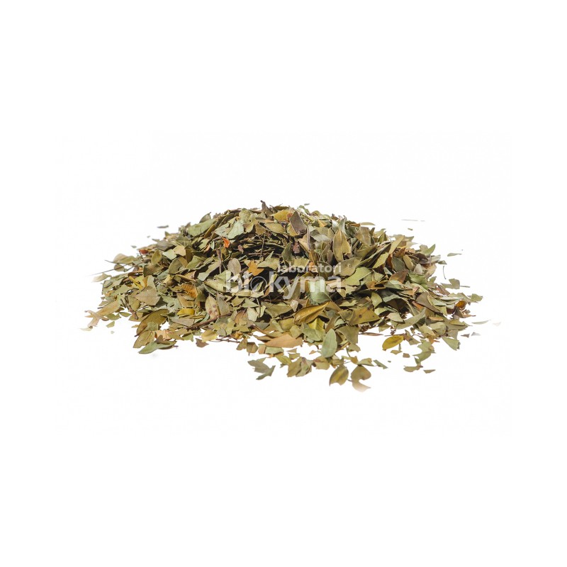 Mirto foglie Erboristeria Actis Arma di Taggia