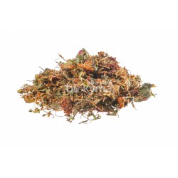 TRIFOGLIO ROSSO FIORI